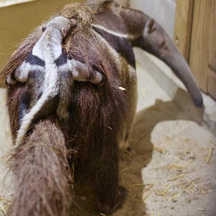 A newborn Giant Anteater snuggles on mom&#x27;s back at the Beardsley Zoo in Bridgeport.