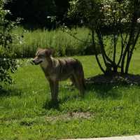 <p>This coyote was spotted in the middle of the day on Monday, July 31 in Montrose.</p>