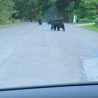 <p>Black bears in Rockland County blocked the road as a Rockland resident attempted to make his way to work.</p>