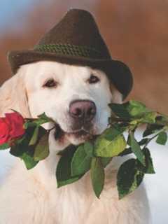 Share Love For Your Dog On Valentine's Day, Advises Wilton's Canine Company