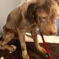 <p>A Mount Vernon man has been arrested on animal cruelty charges after multiple emaciated animals were found in his care.</p>