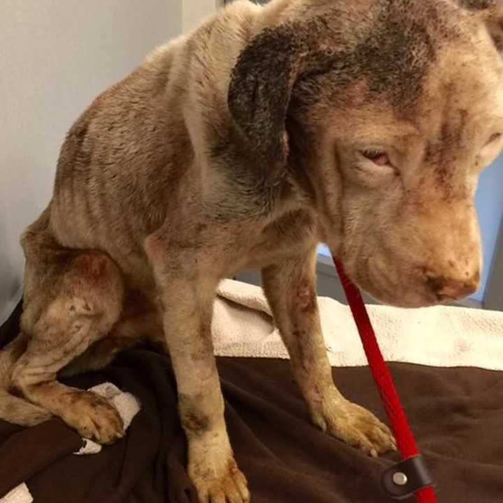 A Mount Vernon man has been arrested on animal cruelty charges after multiple emaciated animals were found in his care.