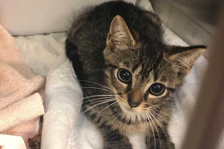SPCA Of Westchester To Host 'Clear The Shelter' Adoption Event