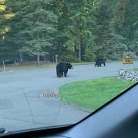 <p>There have been numerous black bear sightings in the Hudson Valley in recent weeks.</p>