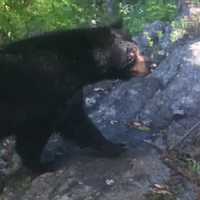 New Bear Sightings Reported In Northern Westchester