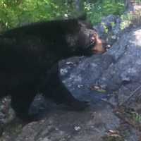 <p>There&#x27;s been another bear sighting in the Hudson Valley.</p>