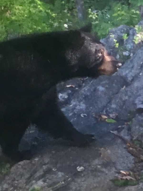 Bear Spotted In Peekskill, Day After Garrison Sighting