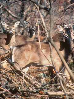 Motorists Warned To Watch For Deer, Moose On Connecticut Roads In Fall