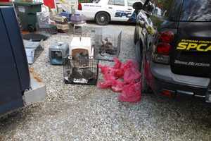 61 Cats Found 'Living In Filth' In Putnam House