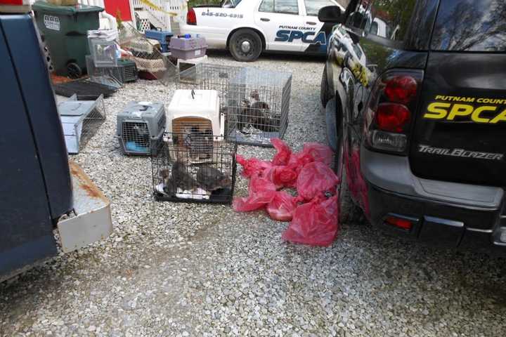 61 Cats Found 'Living In Filth' In Putnam House