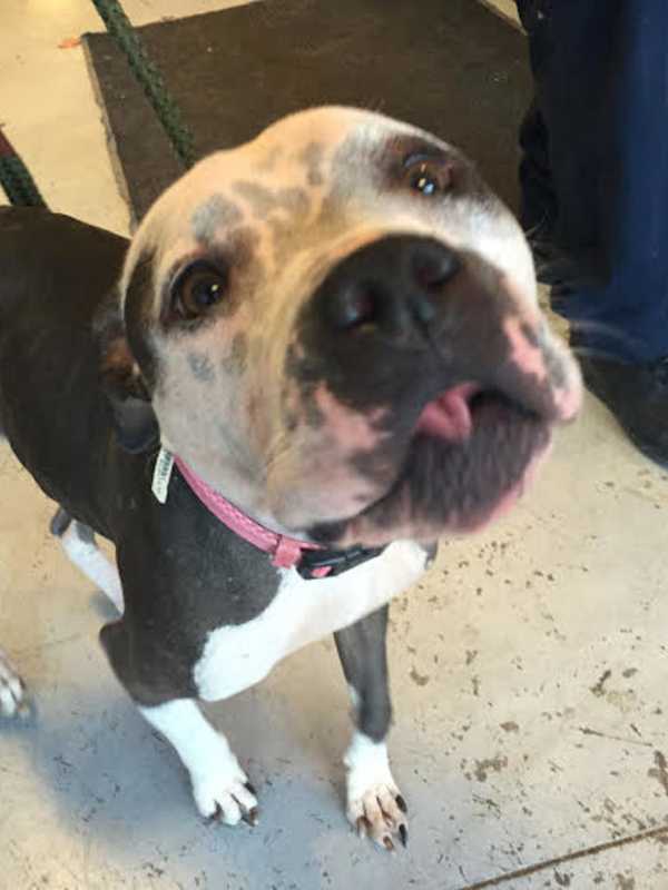 Elmsford's Two's Company Raising Money For Briarcliff SPCA 