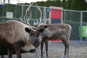 Santa & His Reindeer Head To North Pole (On North Street) In Greenwich