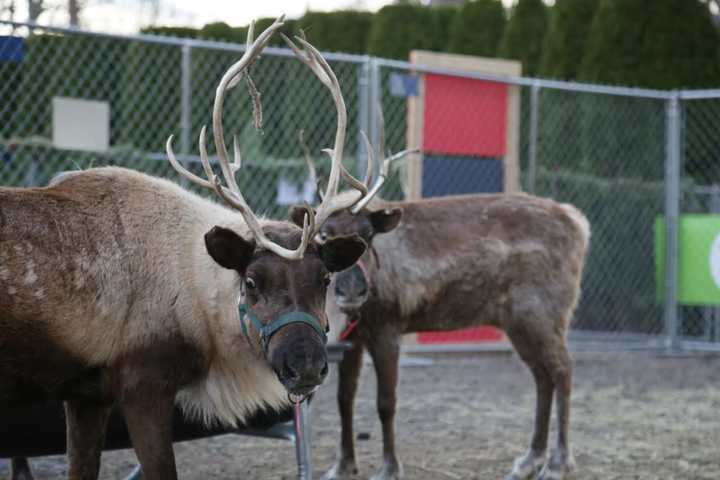 Santa & His Reindeer Head To North Pole (On North Street) In Greenwich