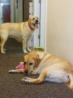 Who Let The Dogs Out? Celebrate 'Bring Your Dog To Work Day,' Rockland