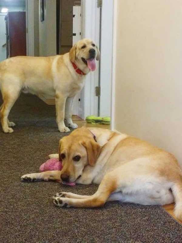 Who Let The Dogs Out? Celebrate 'Bring Your Dog To Work Day,' Rockland