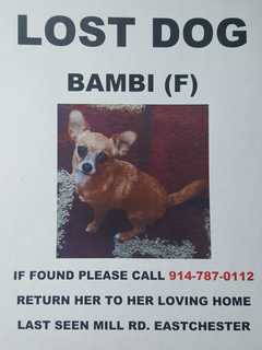 Reward Offered For Missing Chihuahua In Eastchester