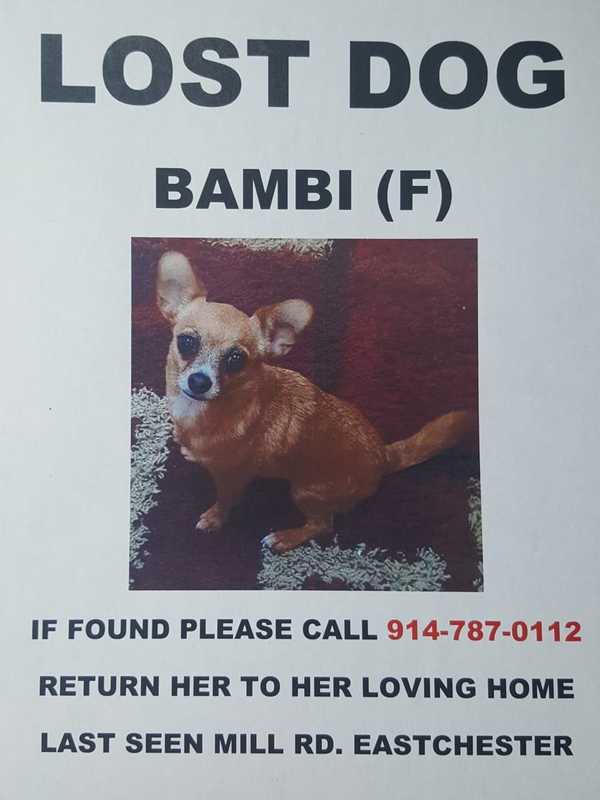 Reward Offered For Missing Chihuahua In Eastchester