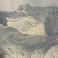 <p>Zachary the alligator</p>