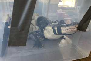 'They Do Not Make Good Pets': 9-Year-Old Alligator Surrenders To Suffolk County SPCA