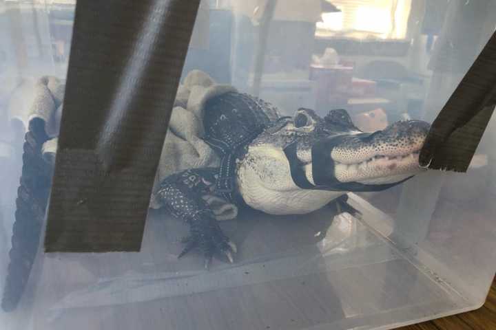 'They Do Not Make Good Pets': 9-Year-Old Alligator Surrenders To Suffolk County SPCA