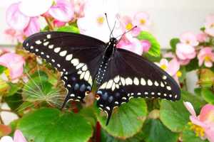 Black Swallowtail Named New Jersey's Official State Butterfly