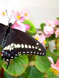 Celebrate Butterfly Day With Walk, Activities In Lyndhurst