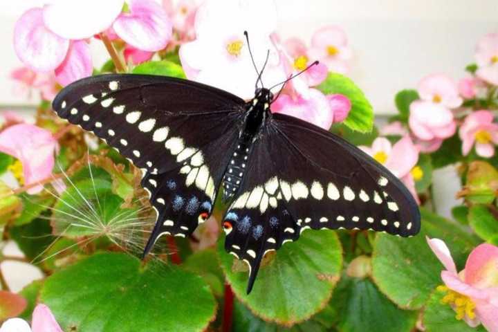 Black Swallowtail Named New Jersey's Official State Butterfly