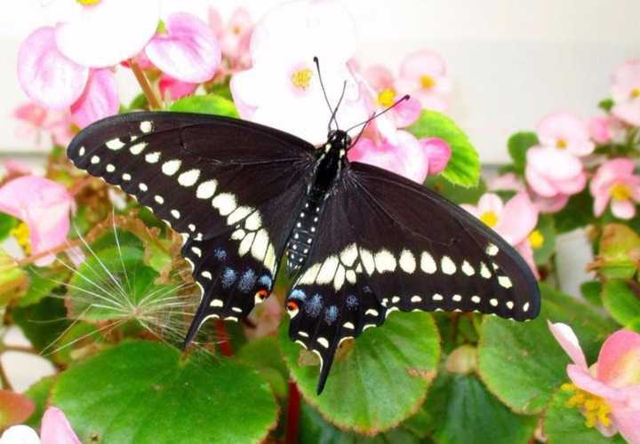 The black swallowtail is now the state butterfly of New Jersey.