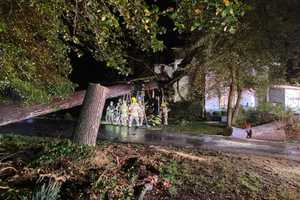 Tree Crashes Into Annapolis Home Killing One, Injuring Another: Fire Officials