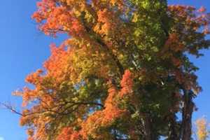 Colorful Tree Lights Up Bedford