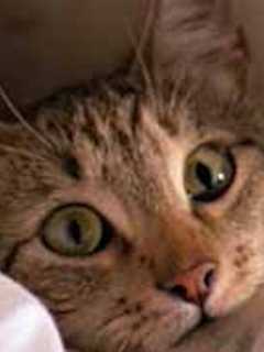SPCA Offering Free Spaying, Neutering In Briarcliff Manor