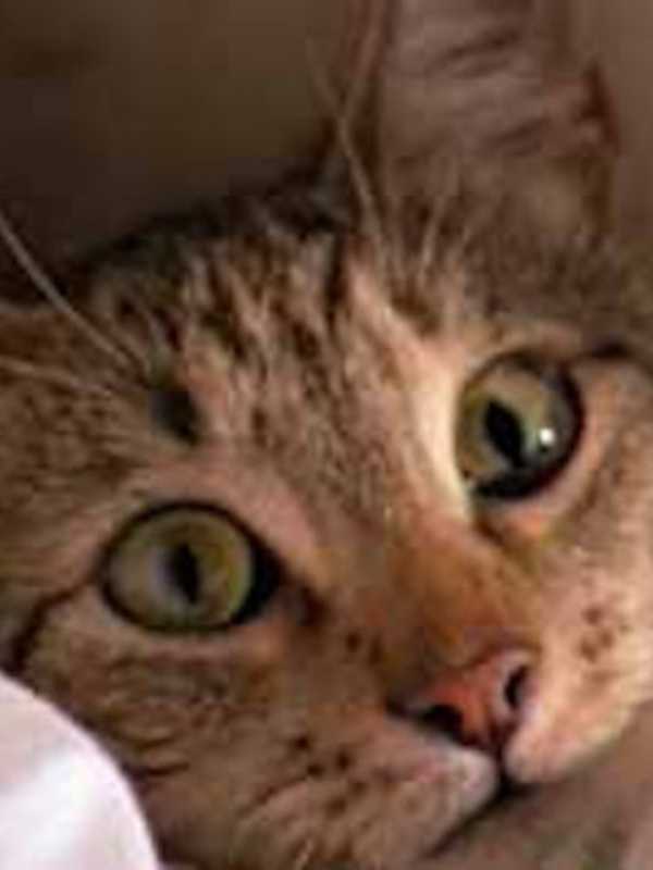 SPCA Offering Free Spaying, Neutering In Briarcliff Manor