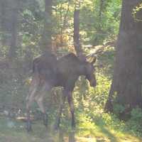 <p>This moose was spotted in Ossining this time of year in 2016.</p>