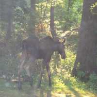 <p>The moose was spotted throughout Northern Westchester.</p>