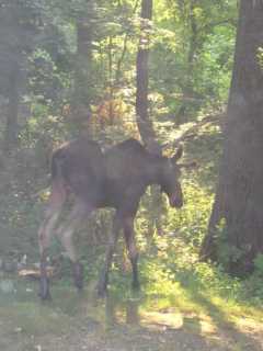 Westchester Moose On Loose Now 'Likely Out Of Area'