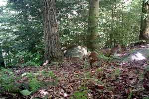 Newest Sightings: Bobcats Spotted In Mahopac, Carmel