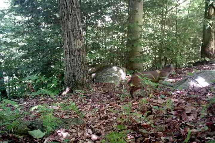 Newest Sightings: Bobcats Spotted In Mahopac, Carmel