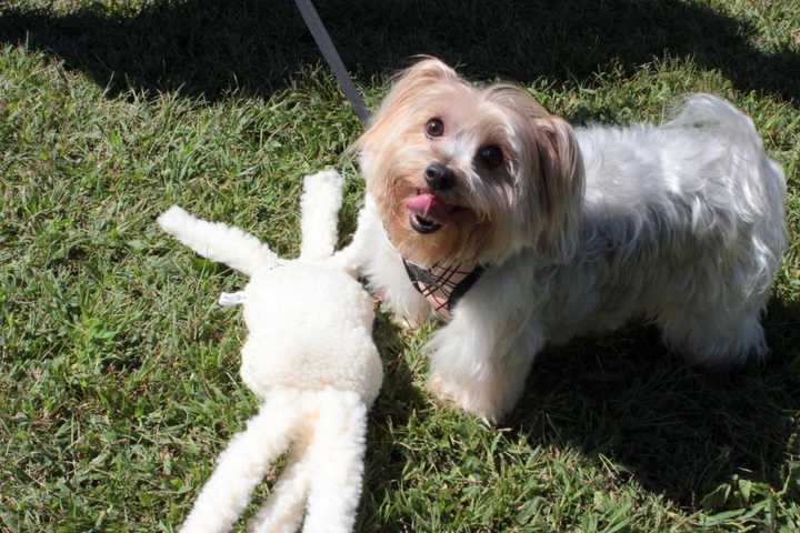 Dogs Will Soon Will Have A Place To Play In Stony Point