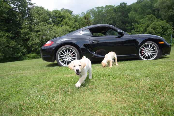 &quot;Puppies &amp; Porsches&quot; in Danbury will raise money for Guiding Eyes for the Blind.