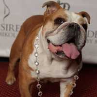 Help Animals In Need At Chappaqua Charity Shopping Event