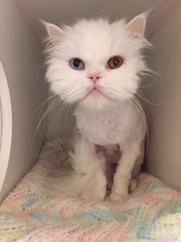 Paws Crossed Looking For Home For Latka, 'The Odd-Eyed Rock Star'