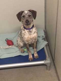 Dog Trained By Brewster-Based Nonprofit Looking For New Home
