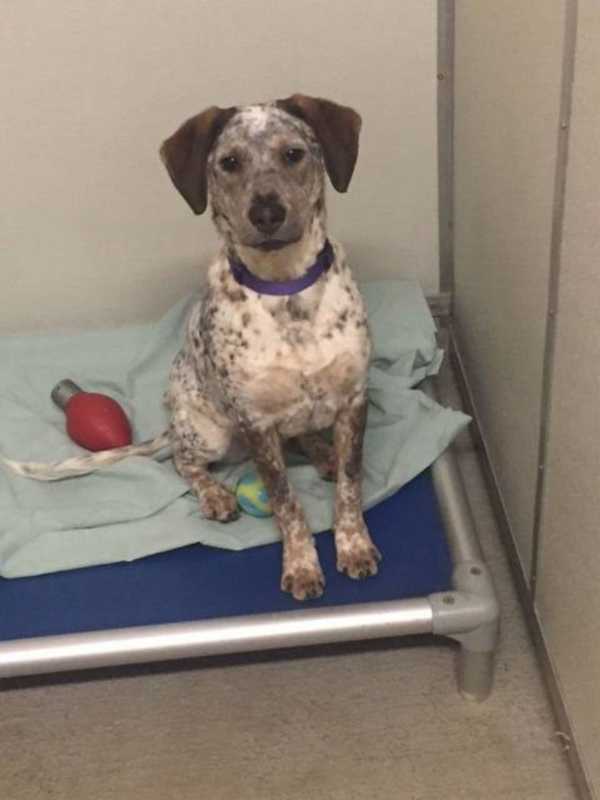 Dog Trained By Brewster-Based Nonprofit Looking For New Home