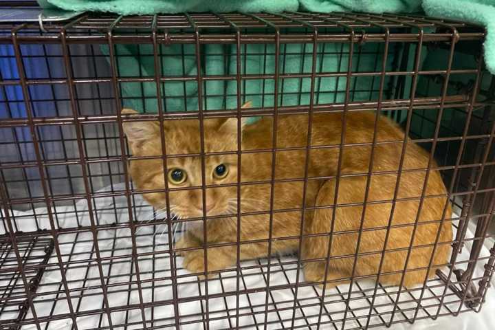 Cat Found Shot On Long Island