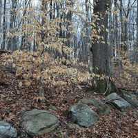 County Land Trusts Protect 81-Acre Nature Preserve In Southeast