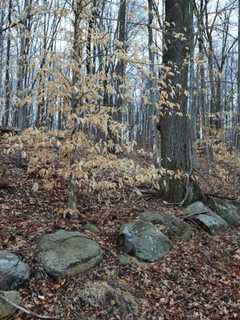 County Land Trusts Protect 81-Acre Nature Preserve In Southeast