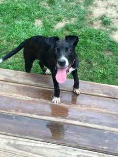 Macie Is Putnam Pet Of The Week