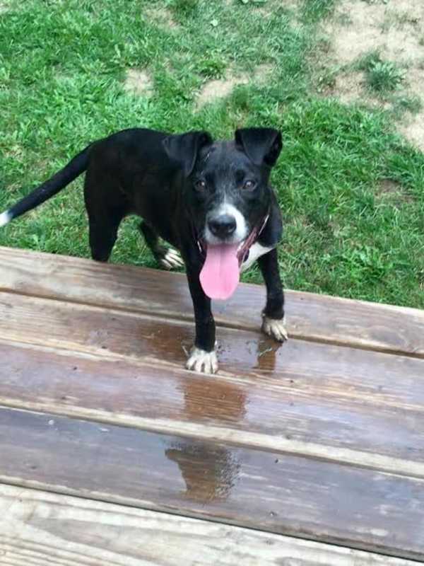 Macie Is Putnam Pet Of The Week