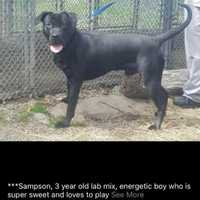 <p>Sampson, 3.</p>