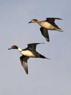 Bedford Audubon Hosts Spring Migration